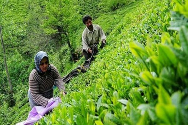 چای گیلان هم به سرنوشت صنعت ابریشم دچار می شود؟/ حذف خرید تضمینی برگ سبز چای در سال «حمایت از کالای ایرانی» با چه منطقی صورت گرفت!