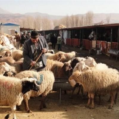 ۳۰۰ تا ۴۰۰ راس دام قاچاق به صورت هفتگی در استان همدان توقیف می‌شود