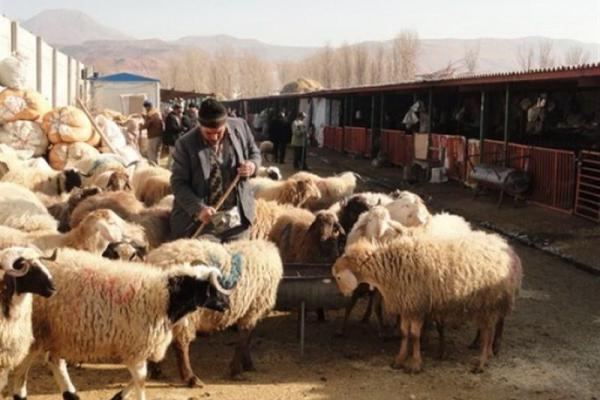 کشف ۹ هزار راس دام قاچاق در استان کرمان