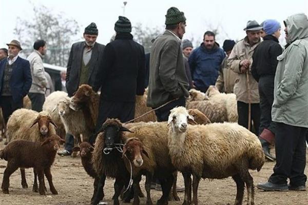 خروج دام زنده از کهگیلویه و بویراحمد قاچاق است