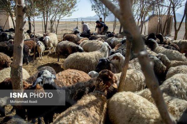 خروج دام مولد از اردبیل ممنوع شد