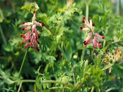 ۲۰ خاصیت معجزه آسای عرق شاتره