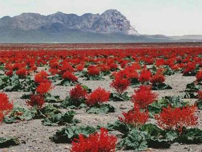 جای خالی بخش خصوصی برای فرآوری گیاه ریواس در استان کرمان/ امکان سرمایه گذاری در بخش دارویی گیاه ریواس