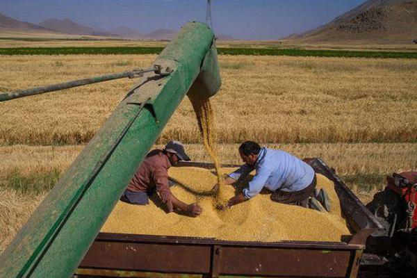 هیچ گونه قاچاق گندم و جو در استان مرکزی صورت نگرفته