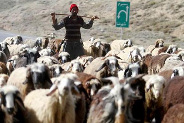 جابه‌جایی دام های بدون پلاک بین شهرستانها و استانها از فردا ممنوع است