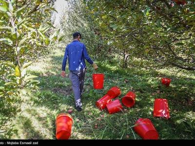 رئیس سازمان بسیج مهندسان کشاورزی: کارگروه‌های علمی‌سازی کشاورزی در روستاها تشکیل شد