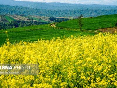 معرفی ارقام جدید کلزا “آرام و آسا” در مازندران