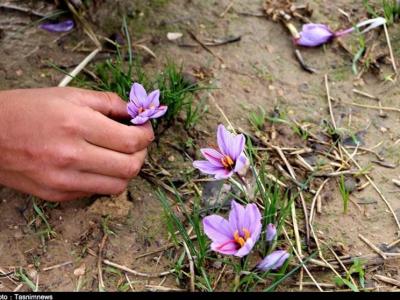 دولت از اقتصاد مقاومتی و فعالان جهادی حمایت کند‌