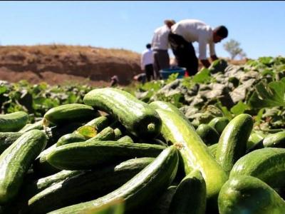 ارزش تولیدات بخش کشاورزی آذربایجان‌غربی به ۲۳ هزار میلیارد تومان رسید