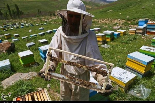 فعالیت ۱۳۰۰ نفر در زنبورستان‌های استان کرمانشاه/ ضرورت حمایت از صنعت زنبورداری در راستای رفع موانع تولید