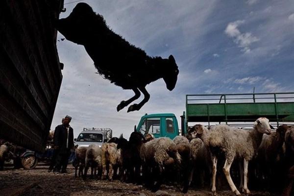 افزایش قاچاق دام زنده در استان کرمان نگران کننده است / از تحمیل هزینه‌های بالای هویت‌گذاری تا سودهای نجومی قاچاق دام