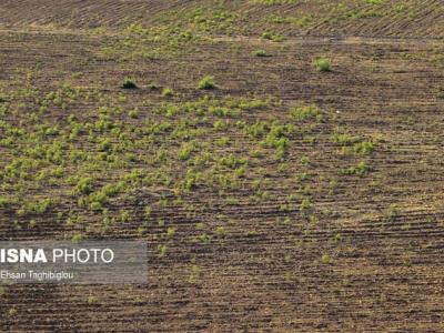 دیمزارهای ماهنشان به استقبال جهش تولید می‌روند