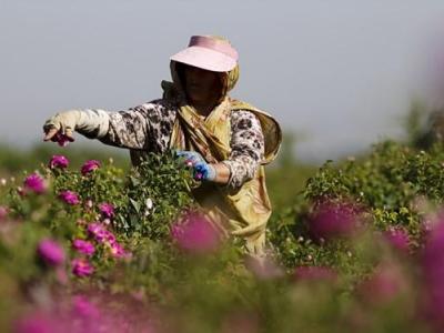 حمایت بسیج سازندگی از کشت گل محمدی/ ۲۰۰ هکتار از راضی روستای شازند بوی گل خواهد گرفت