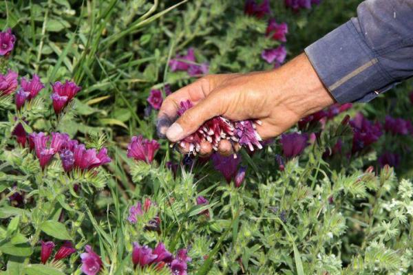 فرصت حضور در بازار‌های بین‌المللی برای فعالان صنعت گیاهان دارویی فراهم شد