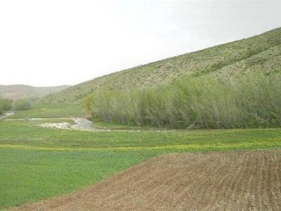 کشت بیش از ۸۱ هزار هکتار از دیمزارهای لرستان