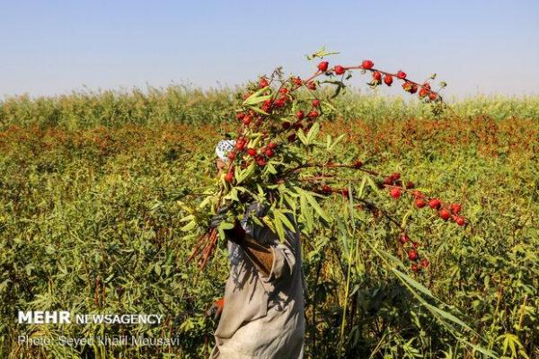 کشف محموله ۹۰ میلیاردی چای قاچاق در سیریک